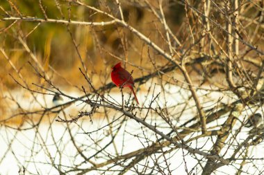 Kış dallarına tünemiş canlı kırmızı bir kardinal tüyleri sessiz arka planda çarpıcı bir kontrasttı. Vahşi yaşam doğadaki güzelliği yakalıyor..