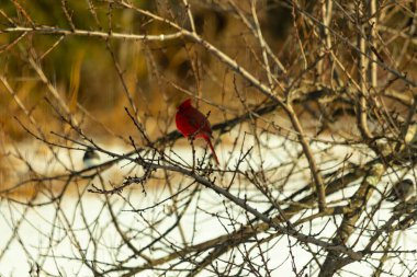 Kış dallarına tünemiş canlı kırmızı bir kardinal tüyleri sessiz arka planda çarpıcı bir kontrasttı. Vahşi yaşam doğadaki güzelliği yakalıyor..