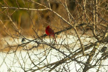 Kış dallarına tünemiş canlı kırmızı bir kardinal tüyleri sessiz arka planda çarpıcı bir kontrasttı. Vahşi yaşam doğadaki güzelliği yakalıyor..