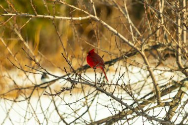 Kış dallarına tünemiş canlı kırmızı bir kardinal tüyleri sessiz arka planda çarpıcı bir kontrasttı. Vahşi yaşam doğadaki güzelliği yakalıyor..