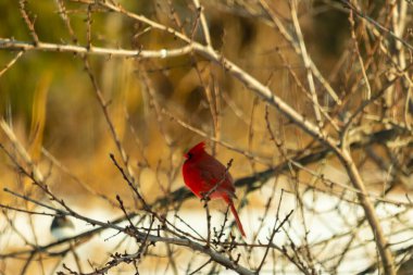 Kış dallarına tünemiş canlı kırmızı bir kardinal tüyleri sessiz arka planda çarpıcı bir kontrasttı. Vahşi yaşam doğadaki güzelliği yakalıyor..