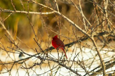 Kış dallarına tünemiş canlı kırmızı bir kardinal tüyleri sessiz arka planda çarpıcı bir kontrasttı. Vahşi yaşam doğadaki güzelliği yakalıyor..