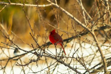 Kış dallarına tünemiş canlı kırmızı bir kardinal tüyleri sessiz arka planda çarpıcı bir kontrasttı. Vahşi yaşam doğadaki güzelliği yakalıyor..
