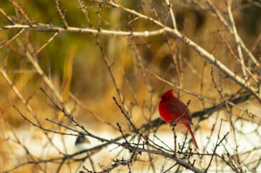 Kış dallarına tünemiş canlı kırmızı bir kardinal tüyleri sessiz arka planda çarpıcı bir kontrasttı. Vahşi yaşam doğadaki güzelliği yakalıyor..