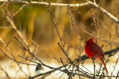Kış dallarına tünemiş canlı kırmızı bir kardinal tüyleri sessiz arka planda çarpıcı bir kontrasttı. Vahşi yaşam doğadaki güzelliği yakalıyor..