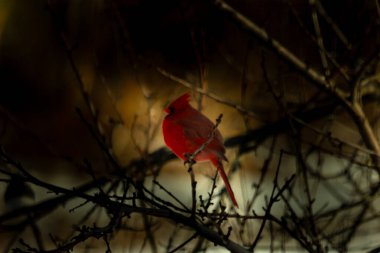 Canlı bir erkek, Kuzey Kardinal, ibikli bir kırmızı kuş, çıplak bir dala tünemiş, bulanık, sıcak tonlu bir arka plan. Kış sahnesi.