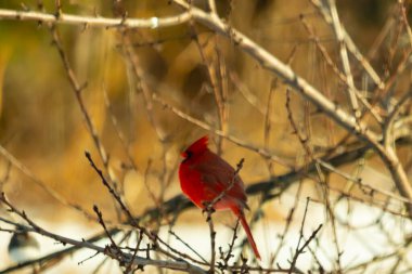 Kış dallarına tünemiş canlı kırmızı bir kardinal tüyleri sessiz arka planda çarpıcı bir kontrasttı. Vahşi yaşam doğadaki güzelliği yakalıyor..