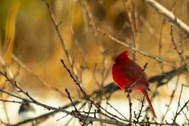 Kış dallarına tünemiş canlı kırmızı bir kardinal tüyleri sessiz arka planda çarpıcı bir kontrasttı. Vahşi yaşam doğadaki güzelliği yakalıyor..