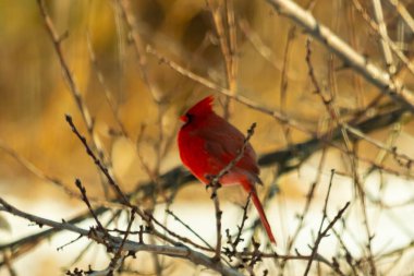 Kış dallarına tünemiş canlı kırmızı bir kardinal tüyleri sessiz arka planda çarpıcı bir kontrasttı. Vahşi yaşam doğadaki güzelliği yakalıyor..