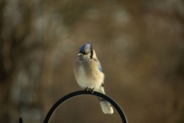 Belirgin bir armaya sahip bir Mavi Jay, siyah metal bir halkanın üzerinde, sola dönük duruyor. Mavi, beyaz ve siyah tüyleri bulanık, sıcak tonlu bir arkaplan ile detaylandırılmıştır. Kuşun duruşu tetikte, c
