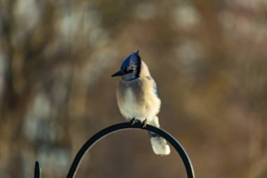 Belirgin bir armaya sahip bir Mavi Jay, siyah metal bir halkanın üzerinde, sola dönük duruyor. Mavi, beyaz ve siyah tüyleri bulanık, sıcak tonlu bir arkaplan ile detaylandırılmıştır. Kuşun duruşu tetikte, c