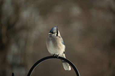 Belirgin bir armaya sahip bir Mavi Jay, siyah metal bir halkanın üzerinde, sola dönük duruyor. Mavi, beyaz ve siyah tüyleri bulanık, sıcak tonlu bir arkaplan ile detaylandırılmıştır. Kuşun duruşu tetikte, c