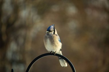 Belirgin bir armaya sahip bir Mavi Jay, siyah metal bir halkanın üzerinde, sola dönük duruyor. Mavi, beyaz ve siyah tüyleri bulanık, sıcak tonlu bir arkaplan ile detaylandırılmıştır. Kuşun duruşu tetikte, c