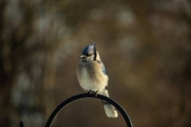 Belirgin bir armaya sahip bir Mavi Jay, siyah metal bir halkanın üzerinde, sola dönük duruyor. Mavi, beyaz ve siyah tüyleri bulanık, sıcak tonlu bir arkaplan ile detaylandırılmıştır. Kuşun duruşu tetikte, c