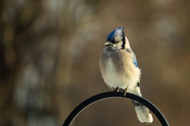 Belirgin bir armaya sahip bir Mavi Jay, siyah metal bir halkanın üzerinde, sola dönük duruyor. Mavi, beyaz ve siyah tüyleri bulanık, sıcak tonlu bir arkaplan ile detaylandırılmıştır. Kuşun duruşu tetikte, c