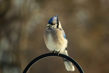 Belirgin bir armaya sahip bir Mavi Jay, siyah metal bir halkanın üzerinde, sola dönük duruyor. Mavi, beyaz ve siyah tüyleri bulanık, sıcak tonlu bir arkaplan ile detaylandırılmıştır. Kuşun duruşu tetikte, c