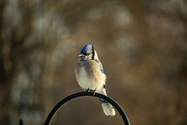 Belirgin bir armaya sahip bir Mavi Jay, siyah metal bir halkanın üzerinde, sola dönük duruyor. Mavi, beyaz ve siyah tüyleri bulanık, sıcak tonlu bir arkaplan ile detaylandırılmıştır. Kuşun duruşu tetikte, c