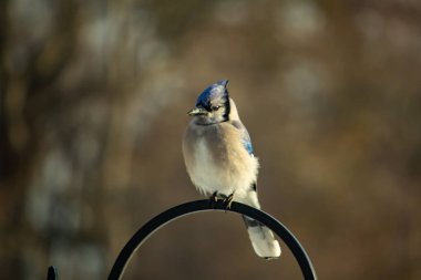 Belirgin bir armaya sahip bir Mavi Jay, siyah metal bir halkanın üzerinde, sola dönük duruyor. Mavi, beyaz ve siyah tüyleri bulanık, sıcak tonlu bir arkaplan ile detaylandırılmıştır. Kuşun duruşu tetikte, c