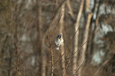 Mavi bir Jay çıplak dallara tünemiş, canlı mavi arması ve beyaz göbeği sıcak, bulanık arka planıyla çelişiyor. Vahşi yaşam doğada bir huzur anı yakalıyor..