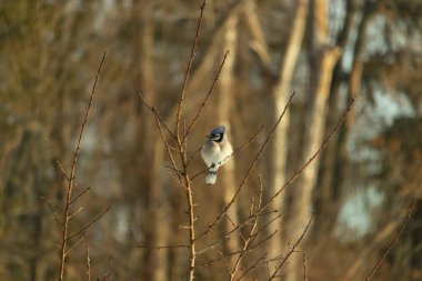 Mavi bir Jay çıplak dallara tünemiş, canlı mavi arması ve beyaz göbeği sıcak, bulanık arka planıyla çelişiyor. Vahşi yaşam doğada bir huzur anı yakalıyor..