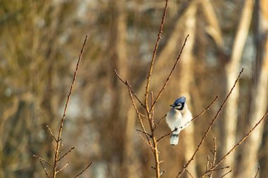 Mavi bir Jay çıplak dallara tünemiş, canlı mavi arması ve beyaz göbeği sıcak, bulanık arka planıyla çelişiyor. Vahşi yaşam doğada bir huzur anı yakalıyor..