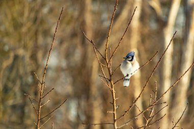Mavi bir Jay çıplak dallara tünemiş, canlı mavi arması ve beyaz göbeği sıcak, bulanık arka planıyla çelişiyor. Vahşi yaşam doğada bir huzur anı yakalıyor..