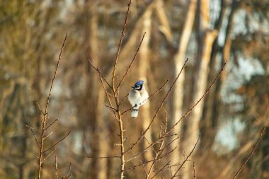 Mavi bir Jay çıplak dallara tünemiş, canlı mavi arması ve beyaz göbeği sıcak, bulanık arka planıyla çelişiyor. Vahşi yaşam doğada bir huzur anı yakalıyor..