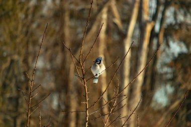 Mavi bir Jay çıplak dallara tünemiş, canlı mavi arması ve beyaz göbeği sıcak, bulanık arka planıyla çelişiyor. Vahşi yaşam doğada bir huzur anı yakalıyor..