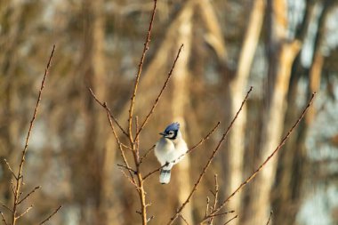 Mavi bir Jay çıplak dallara tünemiş, canlı mavi arması ve beyaz göbeği sıcak, bulanık arka planıyla çelişiyor. Vahşi yaşam doğada bir huzur anı yakalıyor..