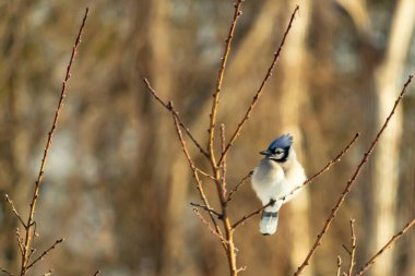 Mavi bir Jay çıplak dallara tünemiş, canlı mavi arması ve beyaz göbeği sıcak, bulanık arka planıyla çelişiyor. Vahşi yaşam doğada bir huzur anı yakalıyor..