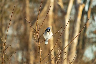 Mavi bir Jay çıplak dallara tünemiş, canlı mavi arması ve beyaz göbeği sıcak, bulanık arka planıyla çelişiyor. Vahşi yaşam doğada bir huzur anı yakalıyor..