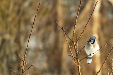 Mavi bir Jay çıplak dallara tünemiş, canlı mavi arması ve beyaz göbeği sıcak, bulanık arka planıyla çelişiyor. Vahşi yaşam doğada bir huzur anı yakalıyor..