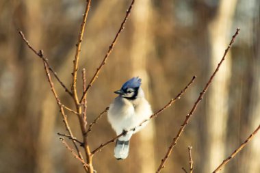Mavi bir Jay çıplak dallara tünemiş, canlı mavi arması ve beyaz göbeği sıcak, bulanık arka planıyla çelişiyor. Vahşi yaşam doğada bir huzur anı yakalıyor..