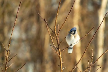 Mavi bir Jay çıplak dallara tünemiş, canlı mavi arması ve beyaz göbeği sıcak, bulanık arka planıyla çelişiyor. Vahşi yaşam doğada bir huzur anı yakalıyor..