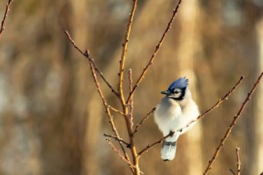 Mavi bir Jay çıplak dallara tünemiş, canlı mavi arması ve beyaz göbeği sıcak, bulanık arka planıyla çelişiyor. Vahşi yaşam doğada bir huzur anı yakalıyor..
