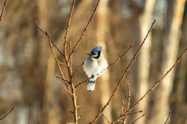 Mavi bir Jay çıplak dallara tünemiş, canlı mavi arması ve beyaz göbeği sıcak, bulanık arka planıyla çelişiyor. Vahşi yaşam doğada bir huzur anı yakalıyor..