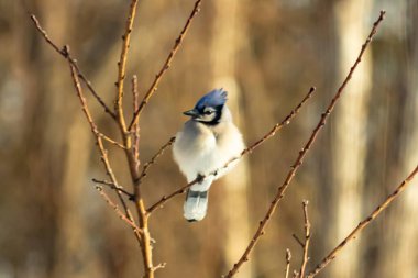 Mavi bir Jay çıplak dallara tünemiş, canlı mavi arması ve beyaz göbeği sıcak, bulanık arka planıyla çelişiyor. Vahşi yaşam doğada bir huzur anı yakalıyor..
