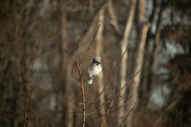 Mavi bir Jay çıplak dallara tünemiş, canlı mavi arması ve beyaz göbeği sıcak, bulanık arka planıyla çelişiyor. Vahşi yaşam doğada bir huzur anı yakalıyor..