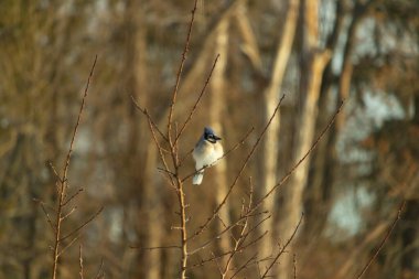 Mavi bir Jay çıplak dallara tünemiş, canlı mavi arması ve beyaz göbeği sıcak, bulanık arka planıyla çelişiyor. Vahşi yaşam doğada bir huzur anı yakalıyor..