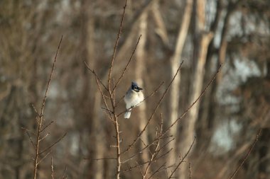 Mavi bir Jay çıplak dallara tünemiş, canlı mavi arması ve beyaz göbeği sıcak, bulanık arka planıyla çelişiyor. Vahşi yaşam doğada bir huzur anı yakalıyor..