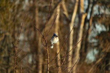Mavi bir Jay çıplak dallara tünemiş, canlı mavi arması ve beyaz göbeği sıcak, bulanık arka planıyla çelişiyor. Vahşi yaşam doğada bir huzur anı yakalıyor..
