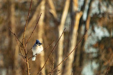 Mavi bir Jay çıplak dallara tünemiş, canlı mavi arması ve beyaz göbeği sıcak, bulanık arka planıyla çelişiyor. Vahşi yaşam doğada bir huzur anı yakalıyor..