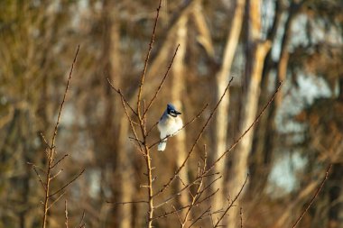 Mavi bir Jay çıplak dallara tünemiş, canlı mavi arması ve beyaz göbeği sıcak, bulanık arka planıyla çelişiyor. Vahşi yaşam doğada bir huzur anı yakalıyor..