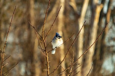 Mavi bir Jay çıplak dallara tünemiş, canlı mavi arması ve beyaz göbeği sıcak, bulanık arka planıyla çelişiyor. Vahşi yaşam doğada bir huzur anı yakalıyor..