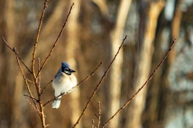 Mavi bir Jay çıplak dallara tünemiş, canlı mavi arması ve beyaz göbeği sıcak, bulanık arka planıyla çelişiyor. Vahşi yaşam doğada bir huzur anı yakalıyor..