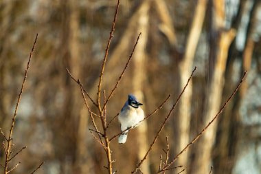 Mavi bir Jay çıplak dallara tünemiş, canlı mavi arması ve beyaz göbeği sıcak, bulanık arka planıyla çelişiyor. Vahşi yaşam doğada bir huzur anı yakalıyor..