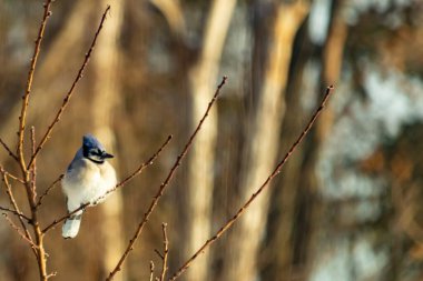 Mavi bir Jay çıplak dallara tünemiş, canlı mavi arması ve beyaz göbeği sıcak, bulanık arka planıyla çelişiyor. Vahşi yaşam doğada bir huzur anı yakalıyor..