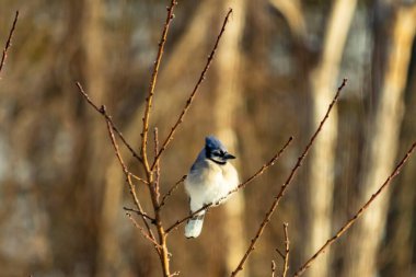 Mavi bir Jay çıplak dallara tünemiş, canlı mavi arması ve beyaz göbeği sıcak, bulanık arka planıyla çelişiyor. Vahşi yaşam doğada bir huzur anı yakalıyor..