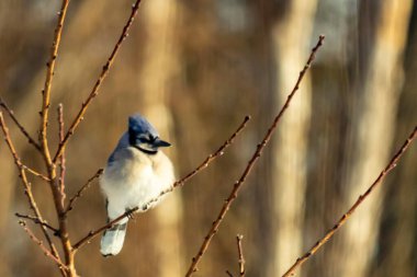 Mavi bir Jay çıplak dallara tünemiş, canlı mavi arması ve beyaz göbeği sıcak, bulanık arka planıyla çelişiyor. Vahşi yaşam doğada bir huzur anı yakalıyor..