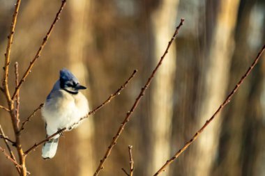 Mavi bir Jay çıplak dallara tünemiş, canlı mavi arması ve beyaz göbeği sıcak, bulanık arka planıyla çelişiyor. Vahşi yaşam doğada bir huzur anı yakalıyor..